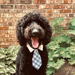 Meet your Posher, Janet